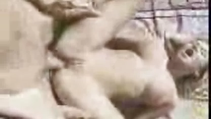 Cu Gordo femei leizbi de Ox